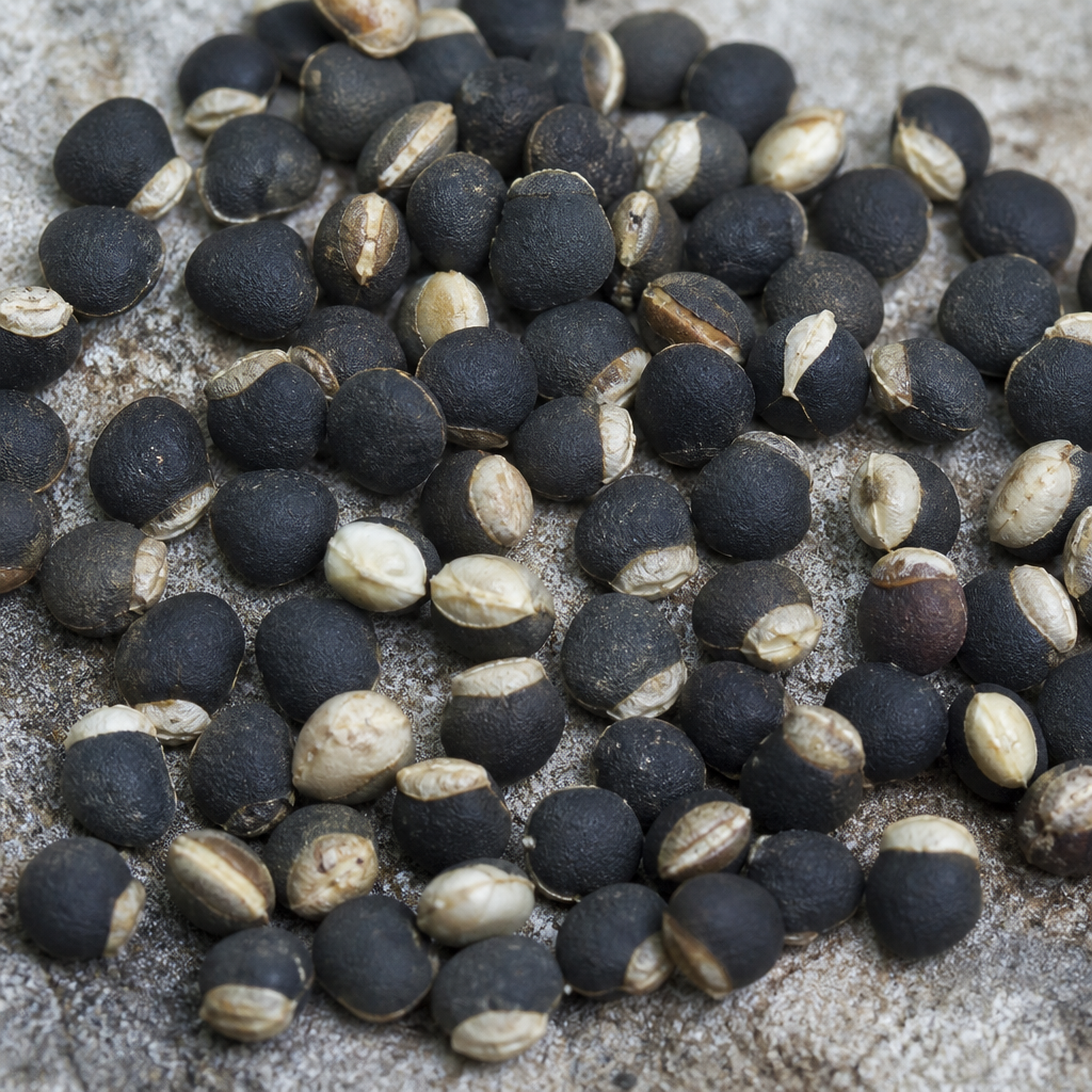 Morning Glory Seed